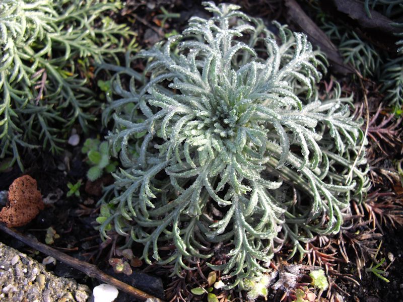 Ipomopsis aggregata photo